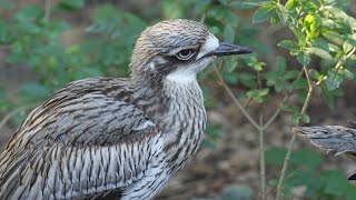 V Zoo Ostrava je k vidění nejpočetnější hejno dytíků velkých v Evropě