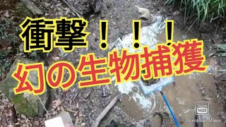 【北九州ガサガサ】秘密の湿地帯で幻の生物捕獲！