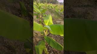 75 days banana plant 🍌🌲 | yelakki banana plant