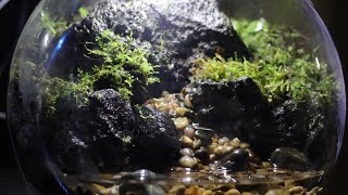 미니 팔루다리움 5개월 경과 관리하는 방법/How to care for a mini paludarium after 5 months