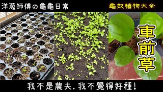 洋蔥師傅の龜龜日常｜龜奴植物大全｜車前草