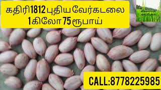 கதிரி1812 புதிய வேர்கடலை ஒரு கிலோ 75 ரூபாய் | groundnut | peanut