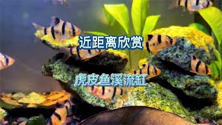 虎皮鱼溪流缸，近距离静静地欣赏，亲近大自然的感觉