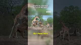 giraffe vs. lion pride:battle of the giants