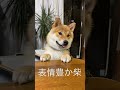 柴犬 表情豊かな柴。