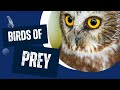 Why Are Birds of Prey Special?