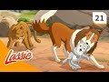 Lassie - Season 1 - Episode 21 - Momma Zoe - FULL EPISODE