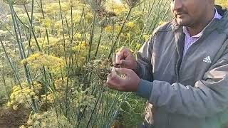 વરિયાળી માં સાકરીયા સામે પરિણામ || Fennel crop sakariyo