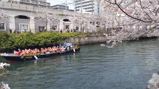 桜見物 in 横浜市中区、大岡川、2024年4月7日 - Cherry blossoms in Yokohama, Japan