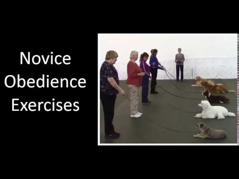 Novice Obedience Exercises - YouTube