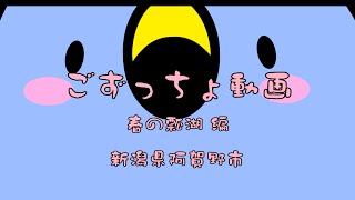 【新潟県阿賀野市】ごずっちょ動画－春の瓢湖編－