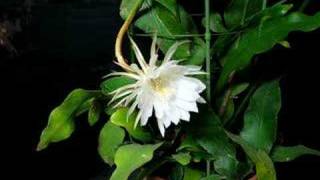 月下美人の開花 (Epiphyllum oxypetalum)