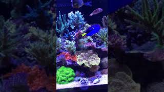 250g mixed reef