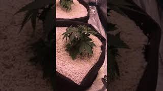 Peyote zkittles Week 4 veg #Drorganicslivingsoil #sayhonled