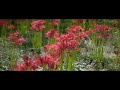 権現堂公園 曼珠沙華 彼岸花 シネマティック　2022　gongendo park cluster amaryllis　cinematic【 4k 】