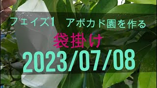 【国産アボカド】2023/07/08　袋掛け