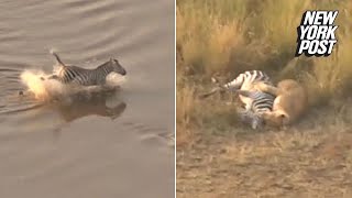 Zebra escapes a crocodile, only to be ambushed by lions | New York Post