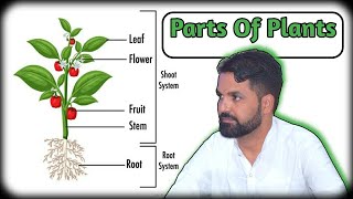 Parts of plants for kids || Parts Of Plants and Their functions ll Plant ll