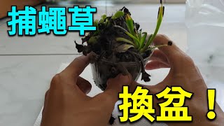 【植物】捕蠅草換盆！