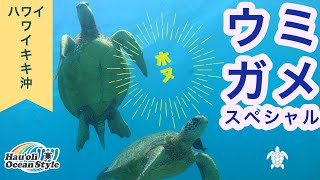 【ハワイ・ウミガメ】幸運を呼ぶホヌ！ワイキキ沖に生息しているホヌスペシャル！Diving at Turtle Canyon, Hawaii