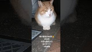 朝の猫活(TNR済)🐈 #地域猫