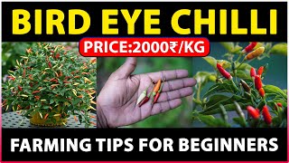 Bird Eye Chilli Farming - A Comprehensive Guide to Successful Bird Eye Chilli Cultivation