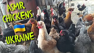 🇺🇦 SOUNDS OF NATURE.LISTENING TO THE VILLAGE CHICKENS.ASMR(СПІЛКУВАННЯ ДОМАШНІХ КУРЕЙ.ЗВУКИ ПРИРОДИ)