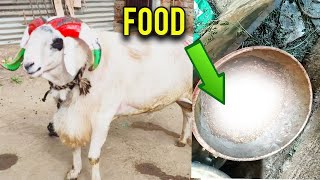 Fighter ಕುರಿಗಳನ್ನು ಹೇಗೆ ತಯಾರು ಮಾಡುವುದು | Best food for sheep -Part1