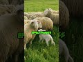 how the akbash protects livestock 🛡️🐑 shortsfeed shorts short