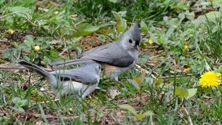 Tufted titmouse birds: Female calling Male to collect more nest materials