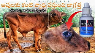 ఆవులకు కంటి వ్యాధి వస్తుంది జాగ్రత్త // cow eyes disease // dairy farm business 🐄