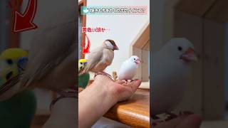 シナモン文鳥ニキと一緒に手に乗りたいセキセイインコ #文鳥 #セキセイインコ #birds #shorts