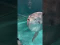 可愛い〜マンボウ！仲間に 　 マンボウ　 shorts family 楽しむ 改響館　 可愛い魚 勇者