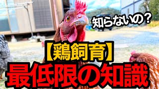 ニワトリを飼い始める前に知っておくべき7つのポイント