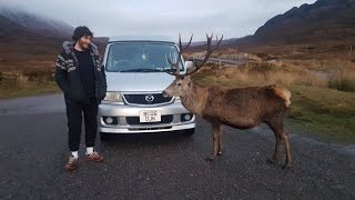 Feeding Wild Deer in Scotland North Coast 500 (NC500)