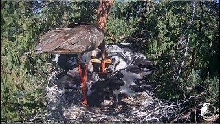 Melnais stārķis~Kaupo brings fish~10:08am 2018/06/30