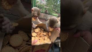 Some time monkey really enjoying with biscuits #feedinganimal