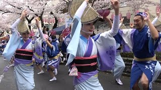 組踊り「湘南なぎさ連」馬込文士村大桜まつり（2016.4.3）