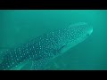 spearfishing a big cobia chasing a massive whale shark unbelievable moments in the ocean