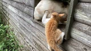 Kitten drinking milk in a funny position