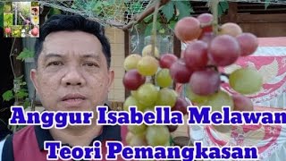 Anggur Isabella Tabulampot Melawan Aturan Pemangkasan