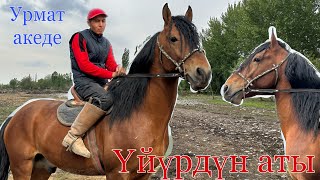 ҮЙҮРДҮН АТЫ ~ 🐎УРМАТ АКЕДЕ 12 АПРЕЛЬ