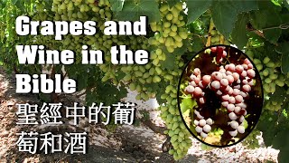 Grapes and Wine in the Bible  聖經中的葡萄和酒