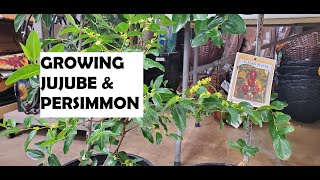 Growing Jujube & Persimmon