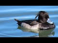 かわいいキンクロハジロのオス｜tufted ducks