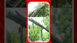 কলকাতা-সল্টলেকের বিভিন্ন এলাকায় গাছ ভেঙে বিপত্তি।