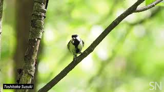 Japanese tit gesture to mates by fluttering their wings | Science News