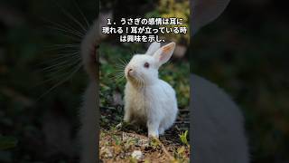 きっと誰かに話したくなる！ウサギ好きのための雑学５選！　＃うさぎ　＃ペット　＃雑学　＃癒し　＃動物　＃かわいい