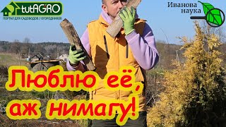 БЕСПЛАТНАЯ ТРИХОДЕРМА - даже В ЛЕС ХОДИТЬ не надо! Всё есть прямо на вашем участке. Когда её вносить