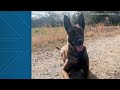 manhunt for suspect after k 9 shot in coweta county